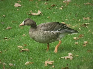 Greater White-fronted Goose, ML73618391
