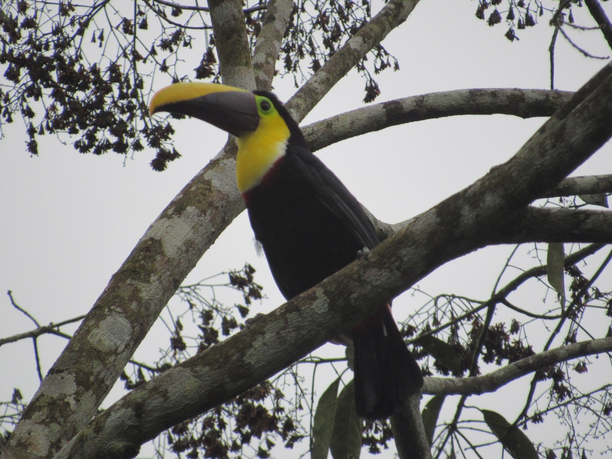 Yellow-throated Toucan (Chestnut-mandibled) - ML73619881