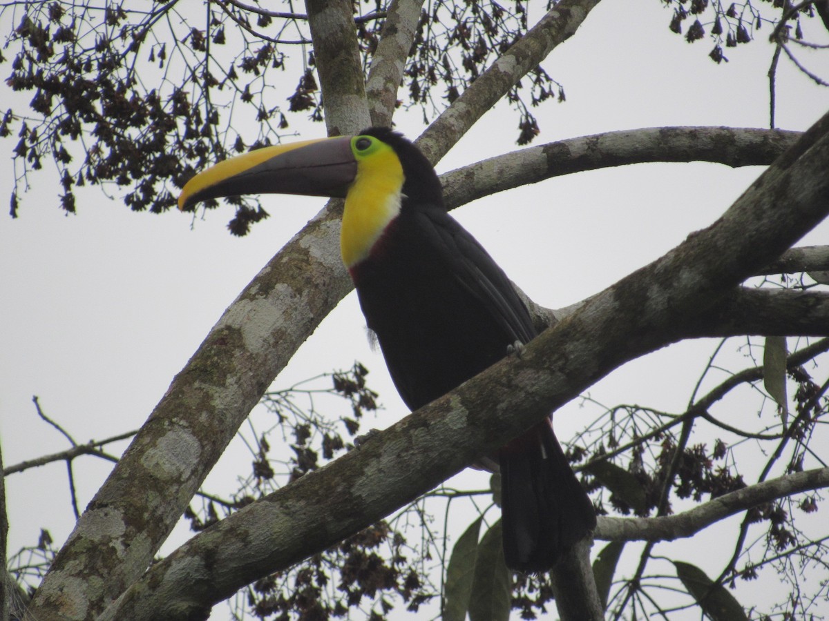 Yellow-throated Toucan (Chestnut-mandibled) - ML73619891