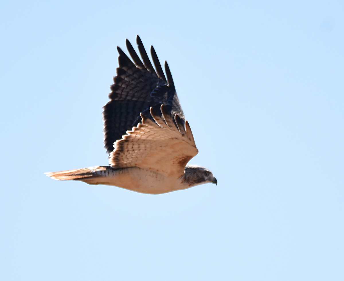 Red-tailed Hawk (Krider's) - Glenn Wyatt