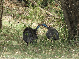 Helmeted Guineafowl, ML73622981