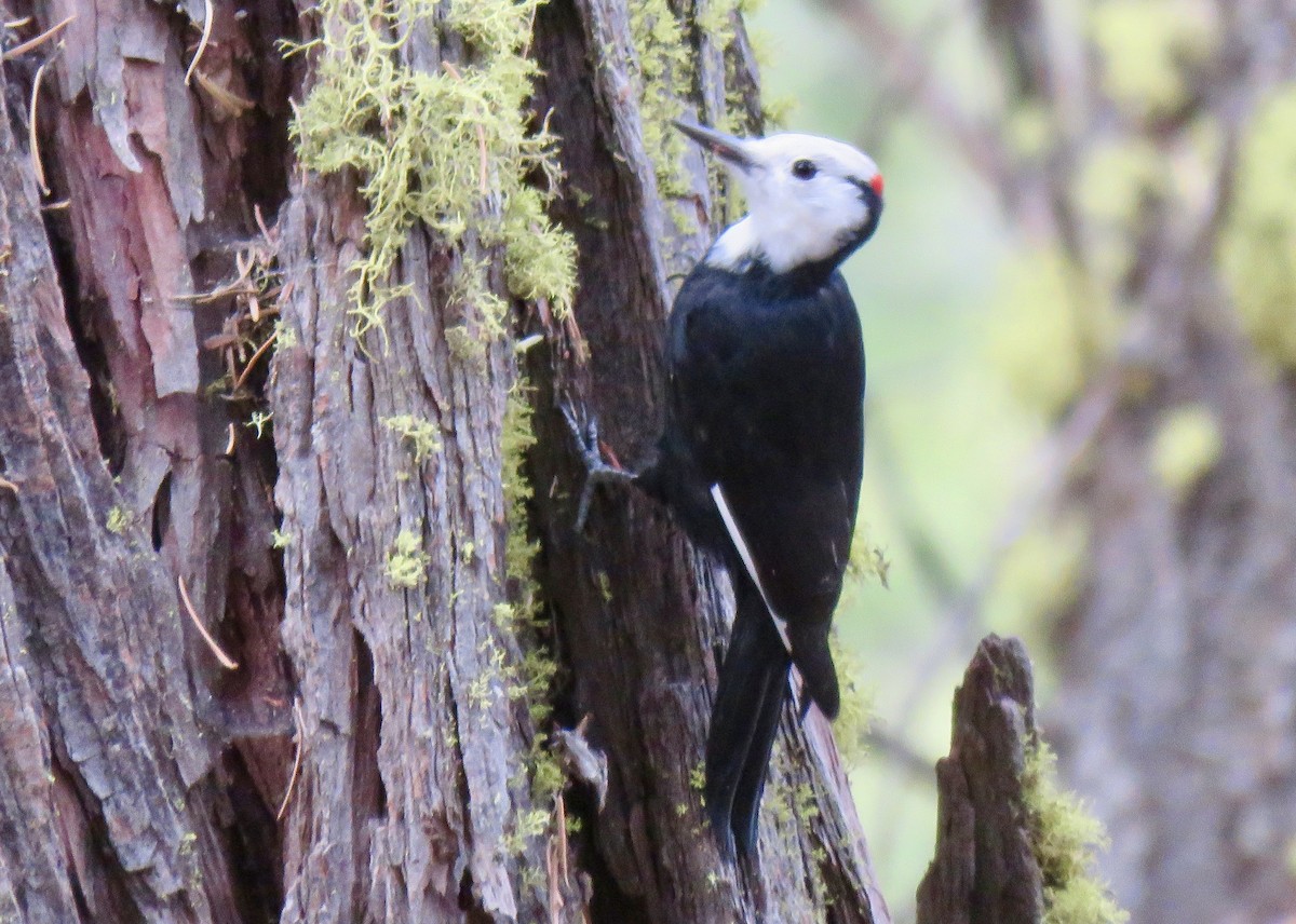 White-headed Woodpecker - George Folsom