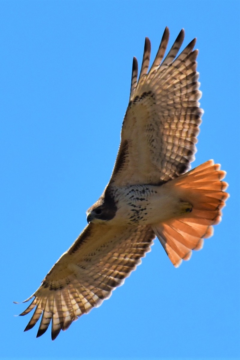 Red-tailed Hawk - Chip  Gilbert