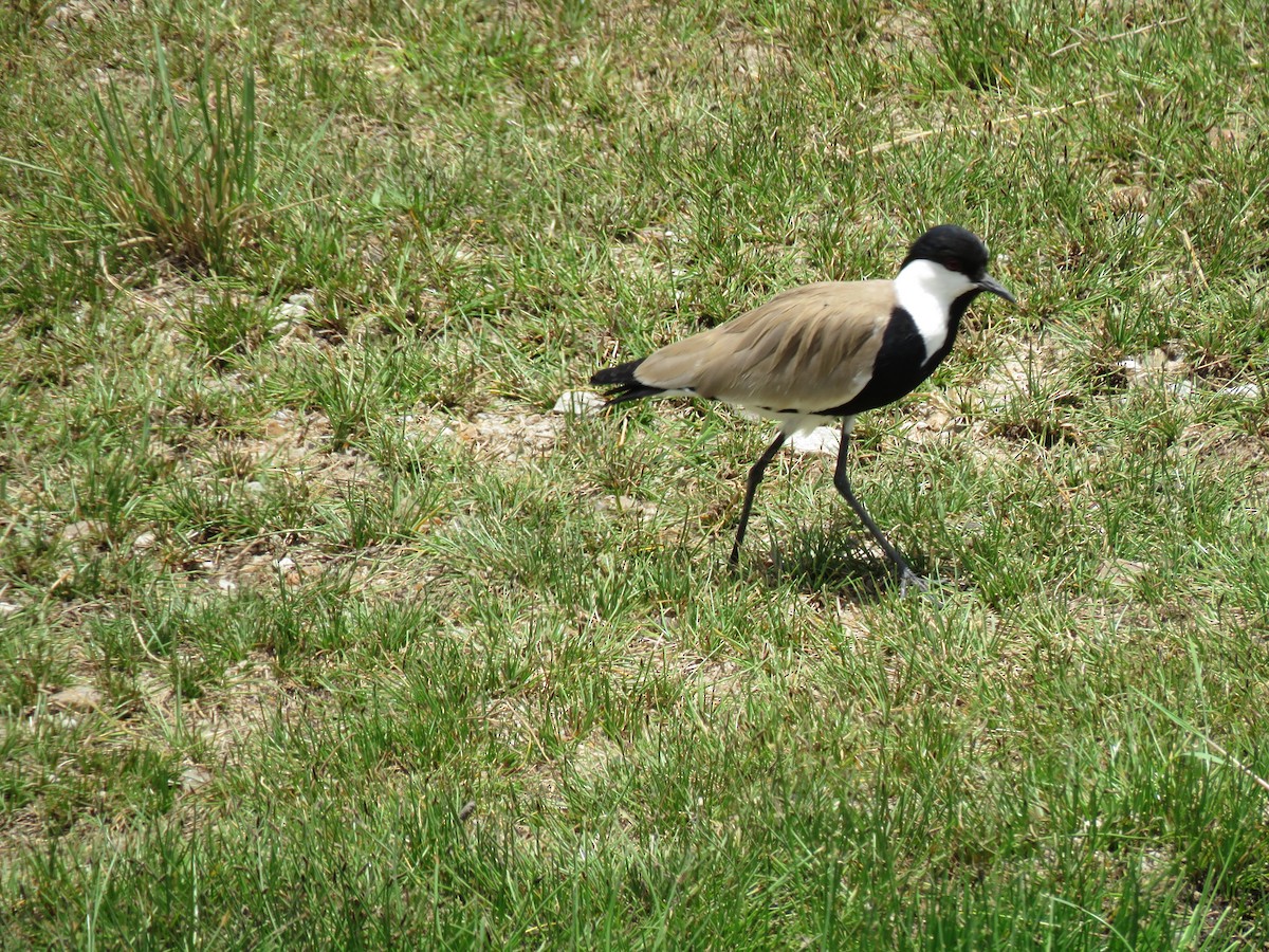 Spur-winged Lapwing - Simon Thornhill