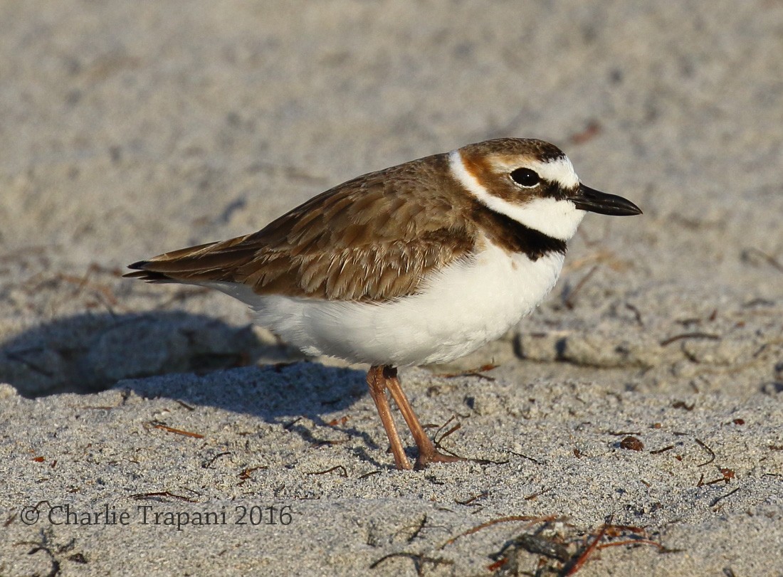 Wilson's Plover - Charlie Trapani