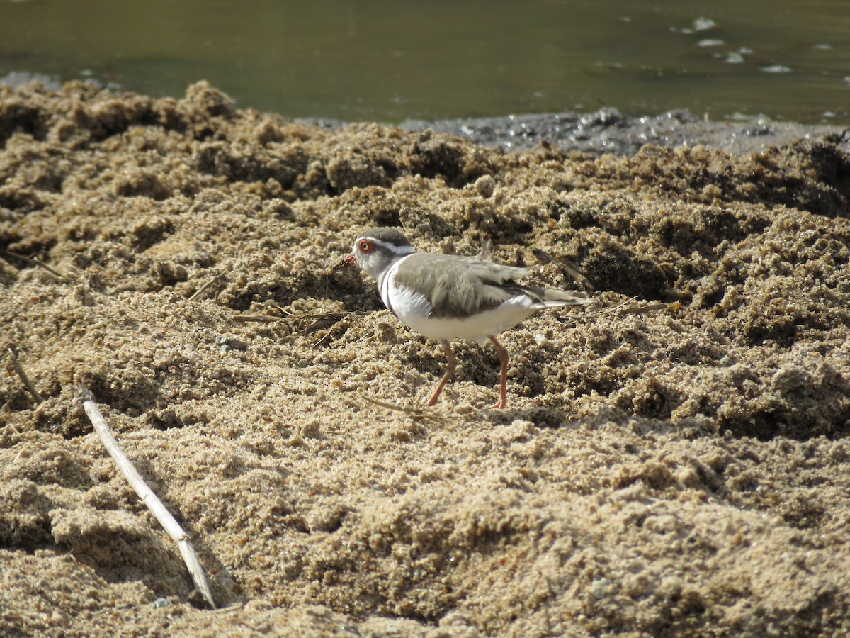 Three-banded Plover - Simon Thornhill