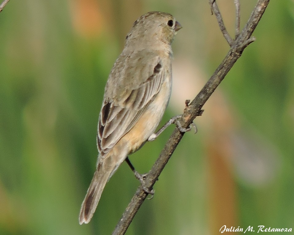 Tawny-bellied Seedeater - ML73629871