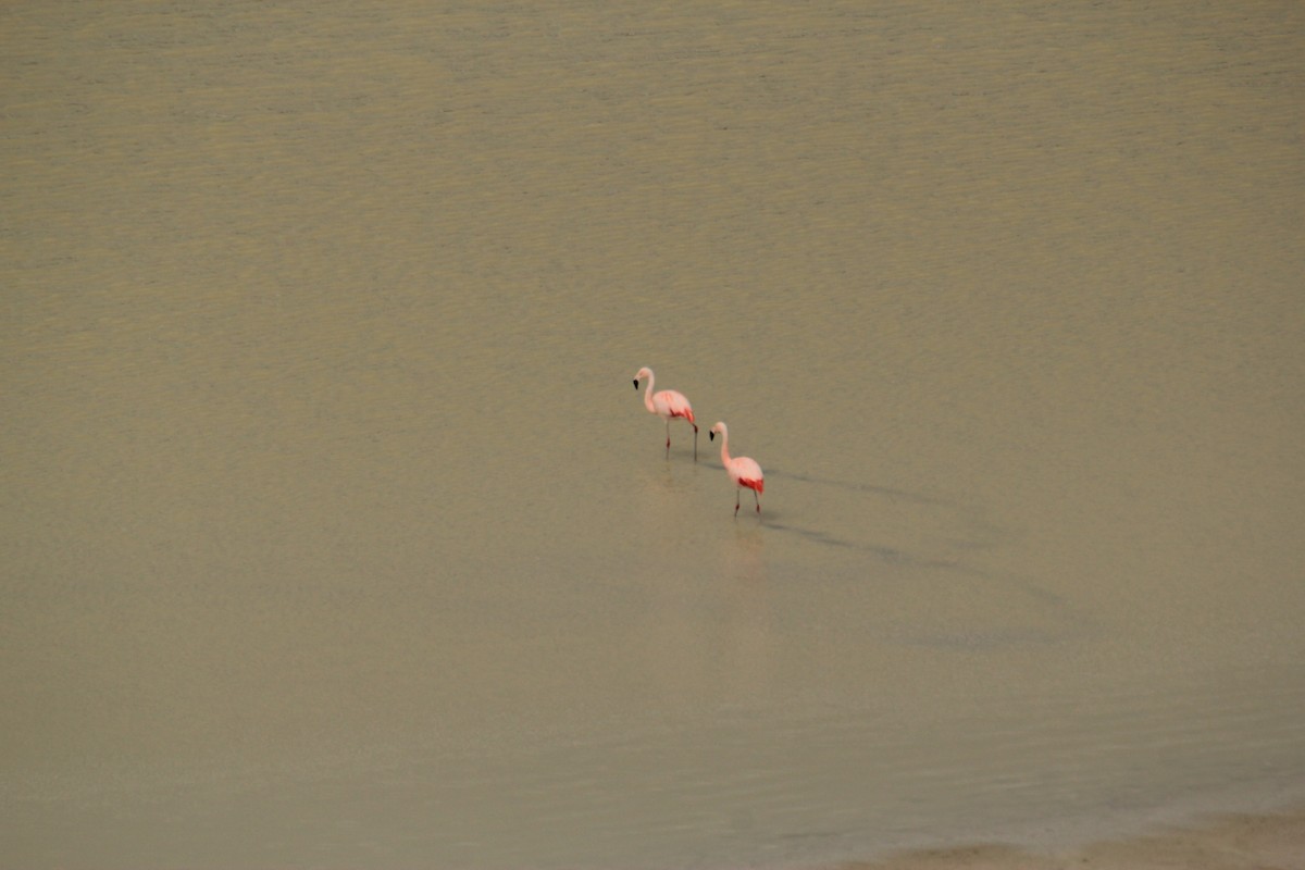 Chilean Flamingo - ML73632221