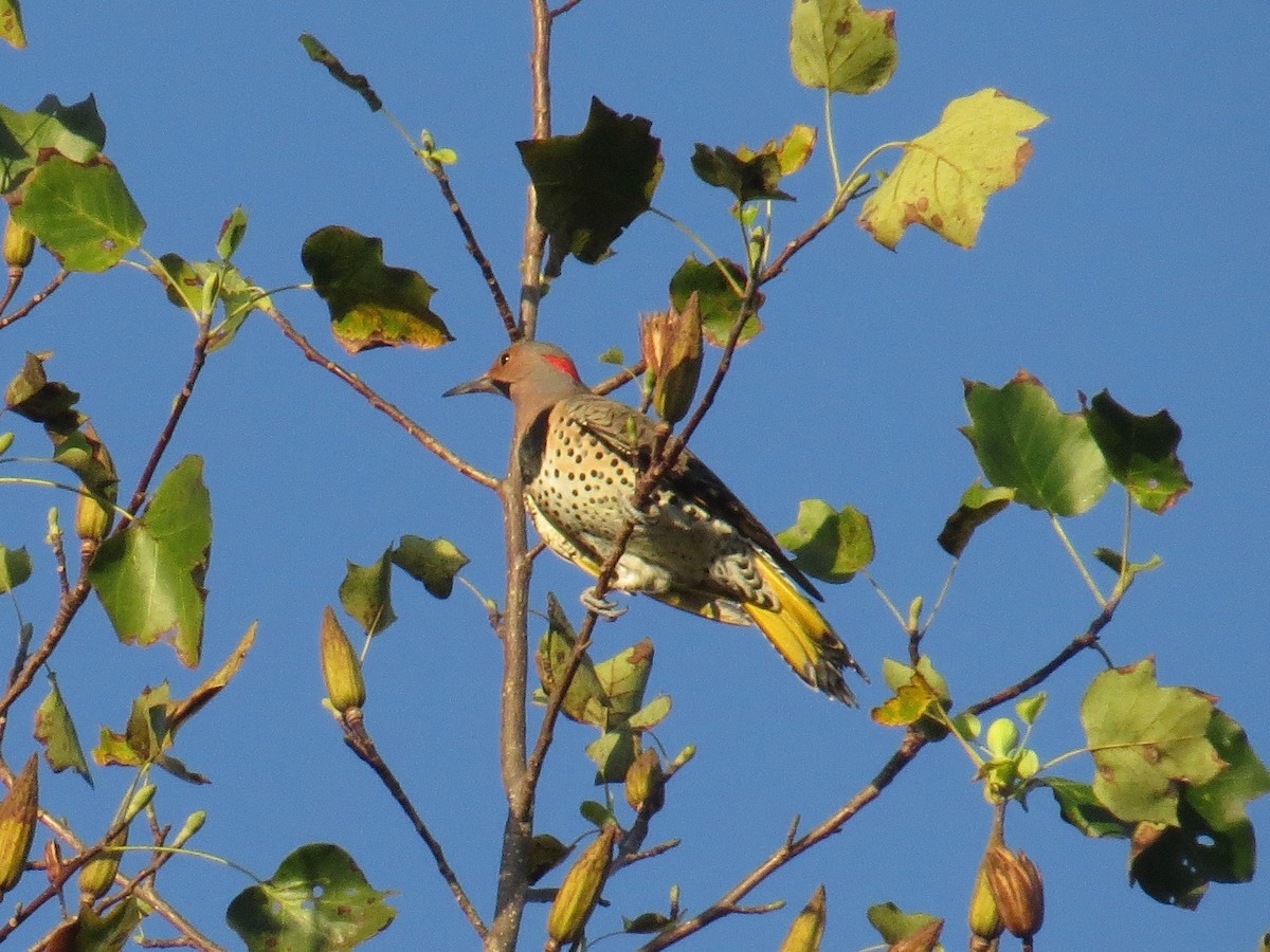 Northern Flicker (Yellow-shafted) - ML73632511
