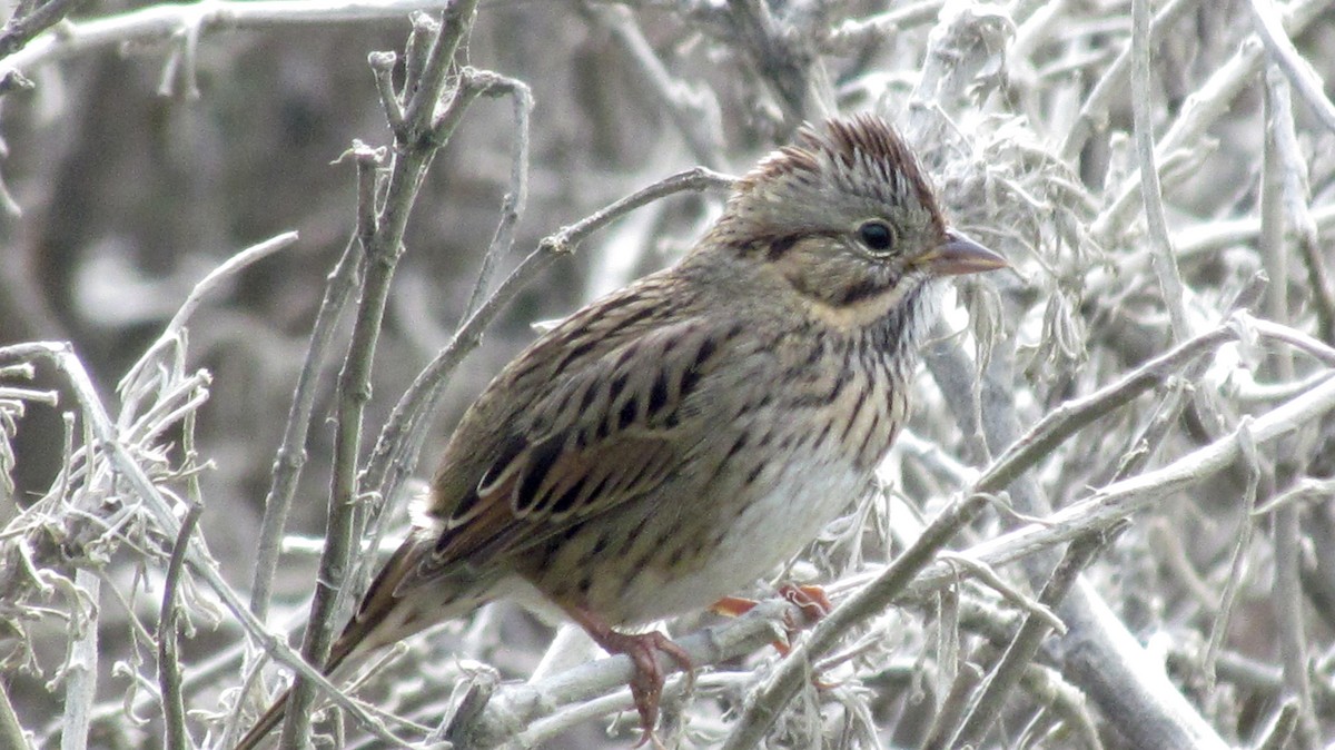 Lincoln's Sparrow - Petra Clayton