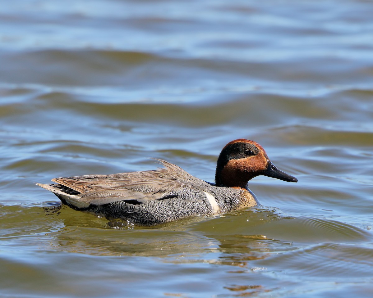Green-winged Teal - ML73634791