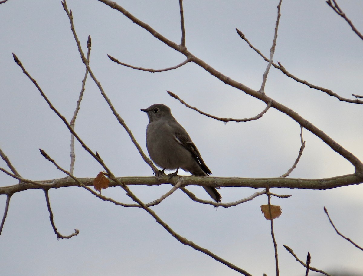 Townsend's Solitaire - ML73634931