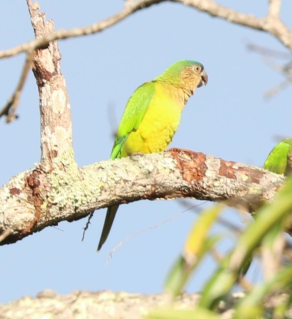 Brown-throated Parakeet - Anthony Levesque