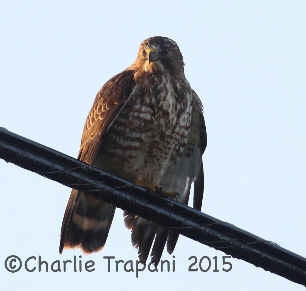 Broad-winged Hawk - Charlie Trapani