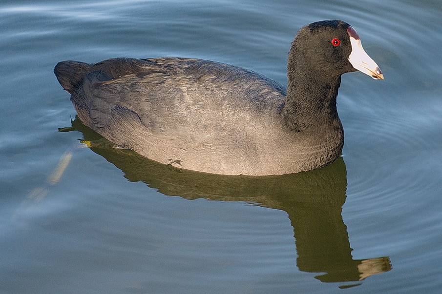American Coot (Red-shielded) - ML73641101