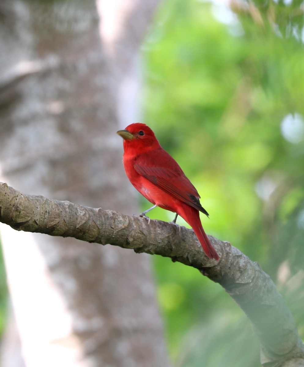 Summer Tanager - Anthony Levesque