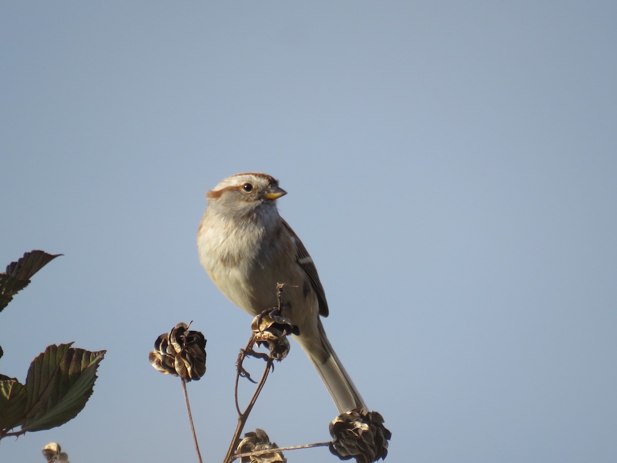 American Tree Sparrow - ML73642521
