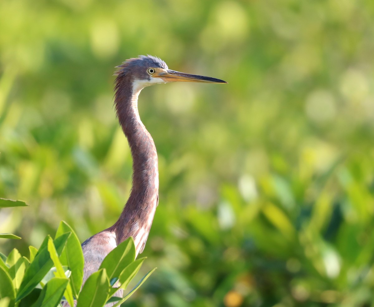Tricolored Heron - Anthony Levesque