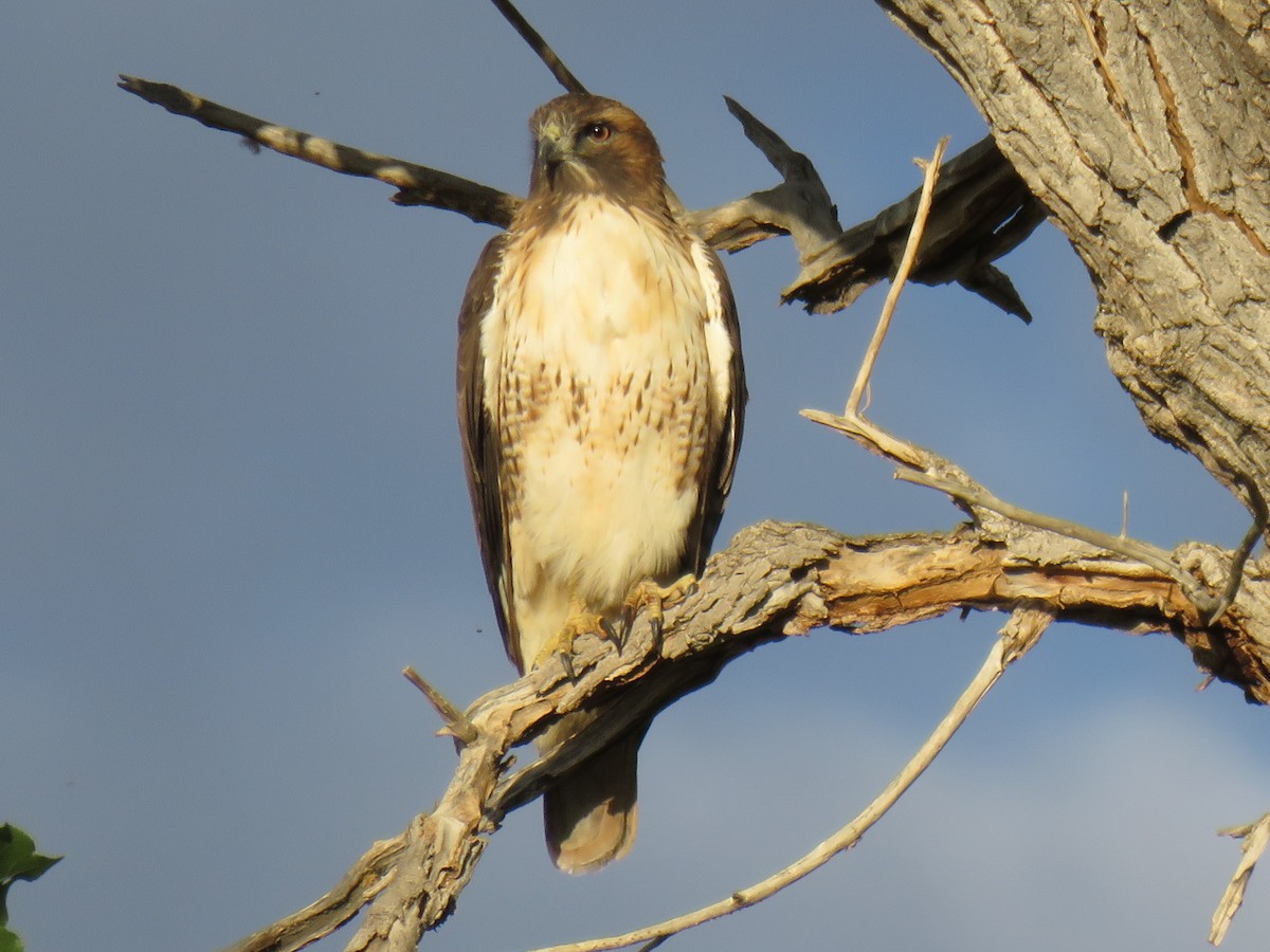 Red-tailed Hawk - Ron Batie