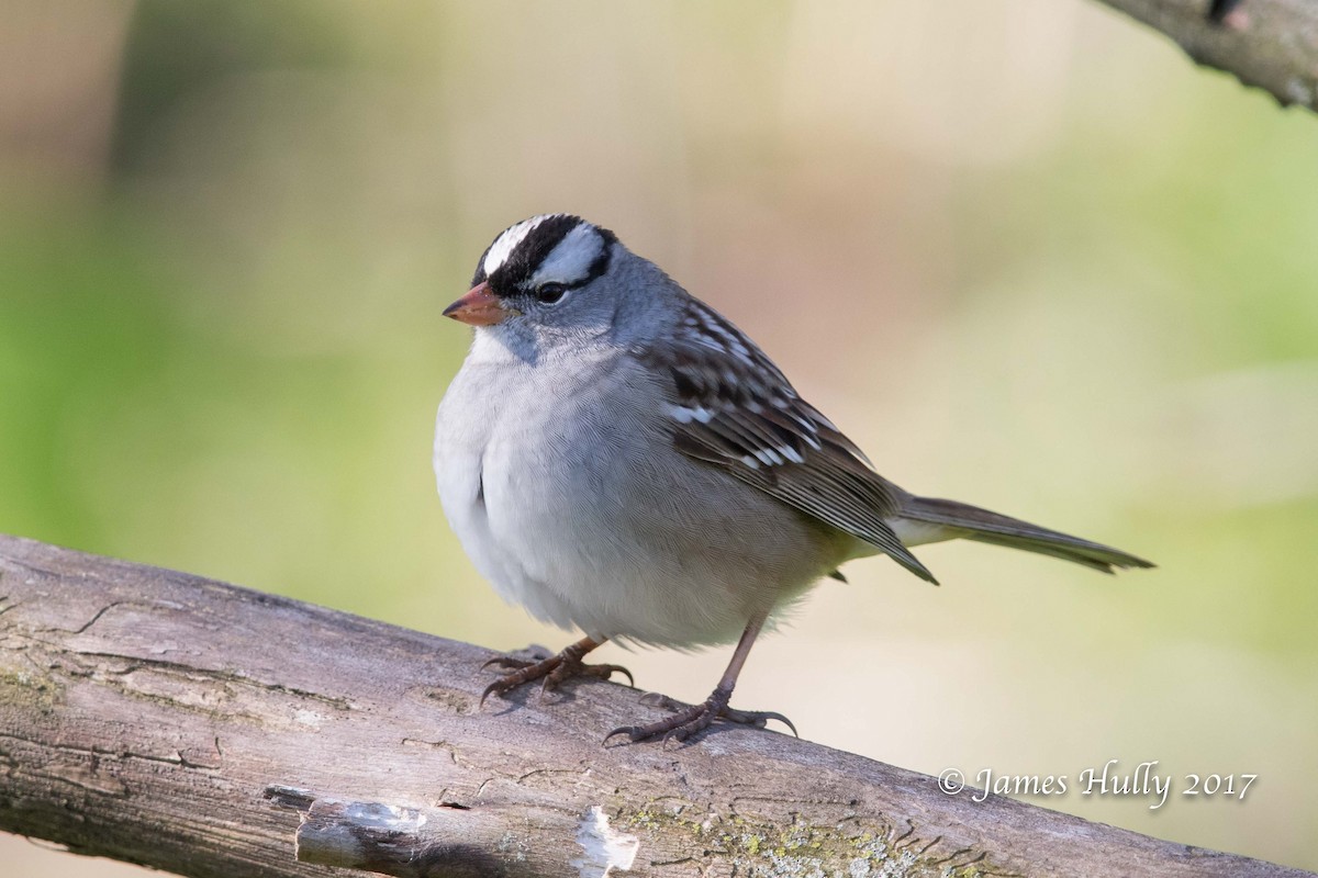 White-crowned Sparrow - ML73644211