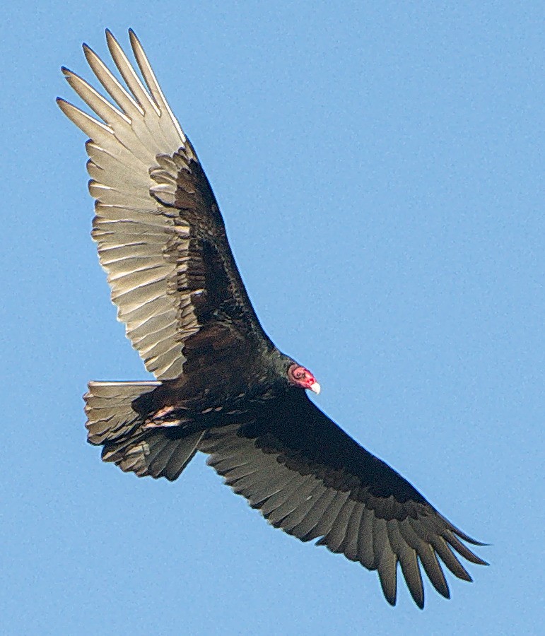 Turkey Vulture - Michael Rieser