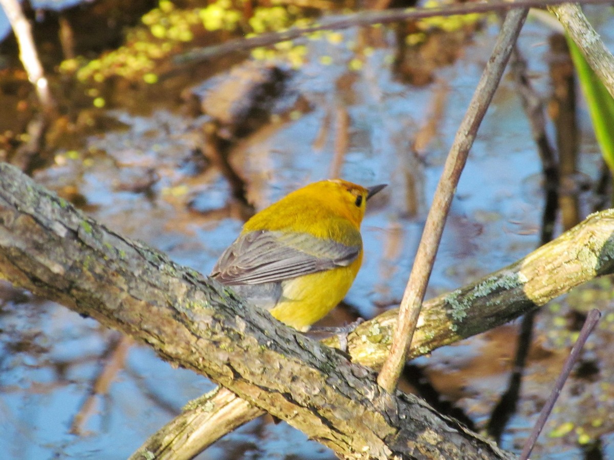 Prothonotary Warbler - ML73646201