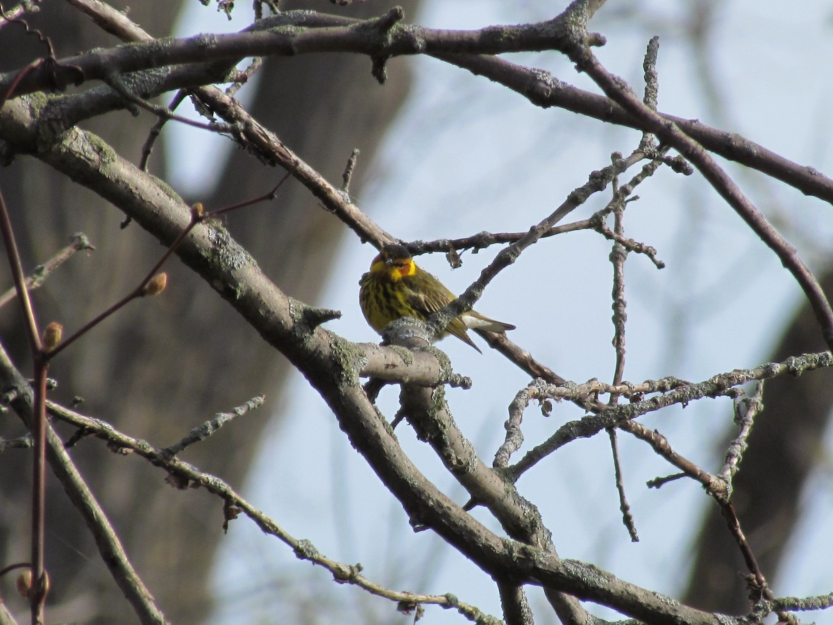 Cape May Warbler - ML73646281