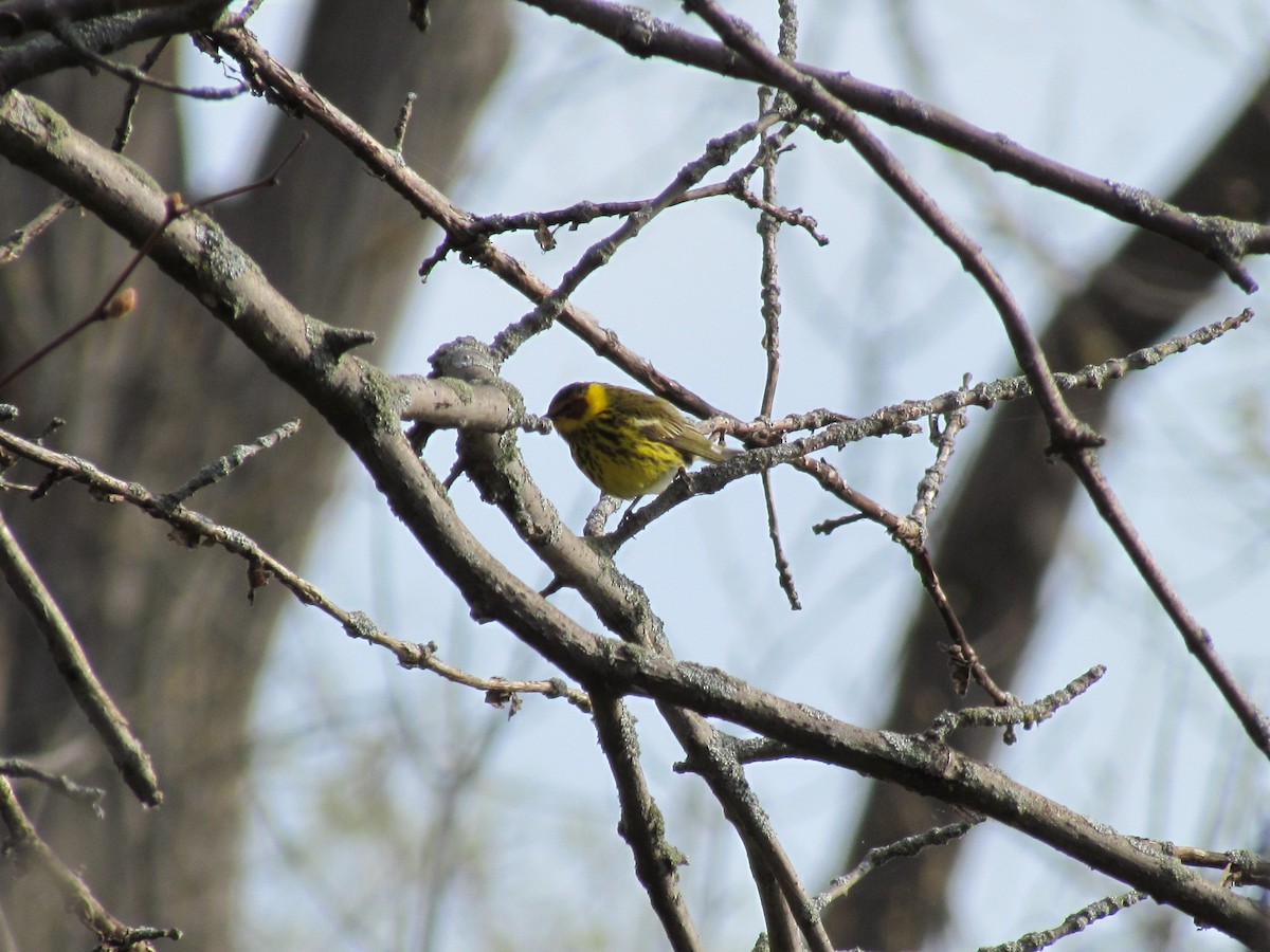 Cape May Warbler - ML73646291
