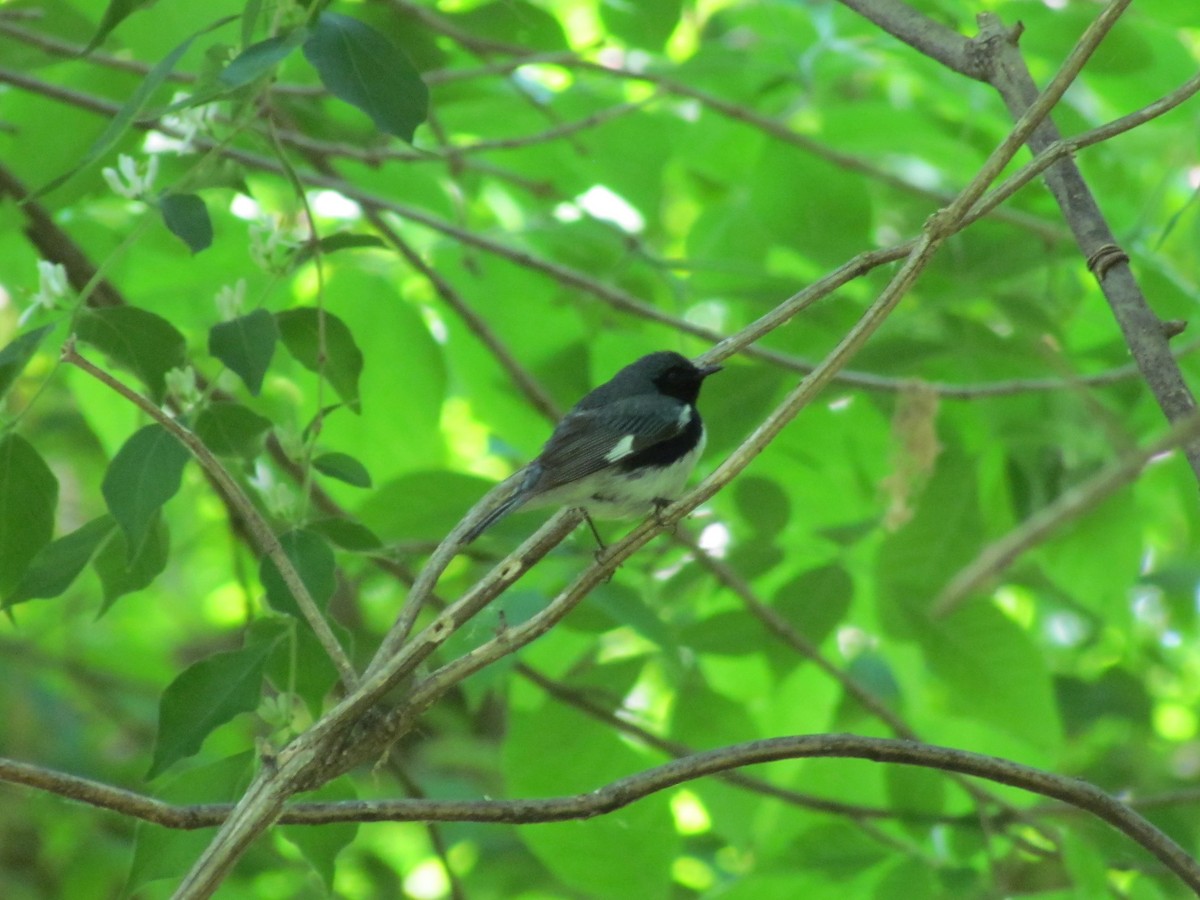 Black-throated Blue Warbler - Jeffrey Timmer