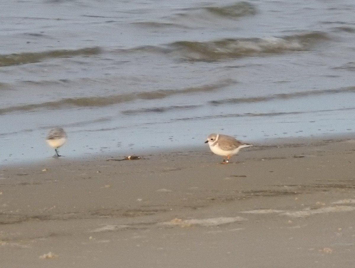 Piping Plover - ML73648691
