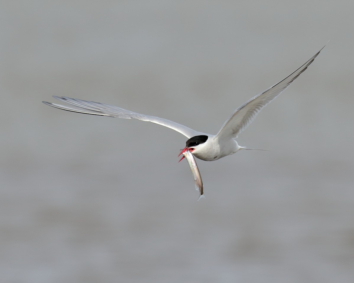 Arctic Tern - Ian K Barker