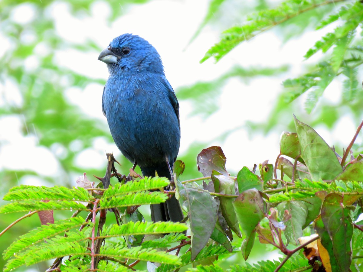 Glaucous-blue Grosbeak - Raphael Kurz -  Aves do Sul