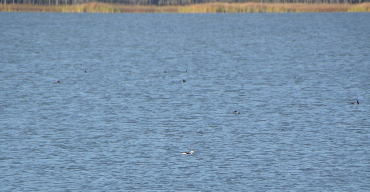 Long-tailed Duck - ML73657351