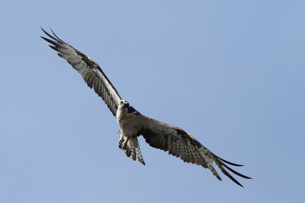 Águila Pescadora - ML73659321