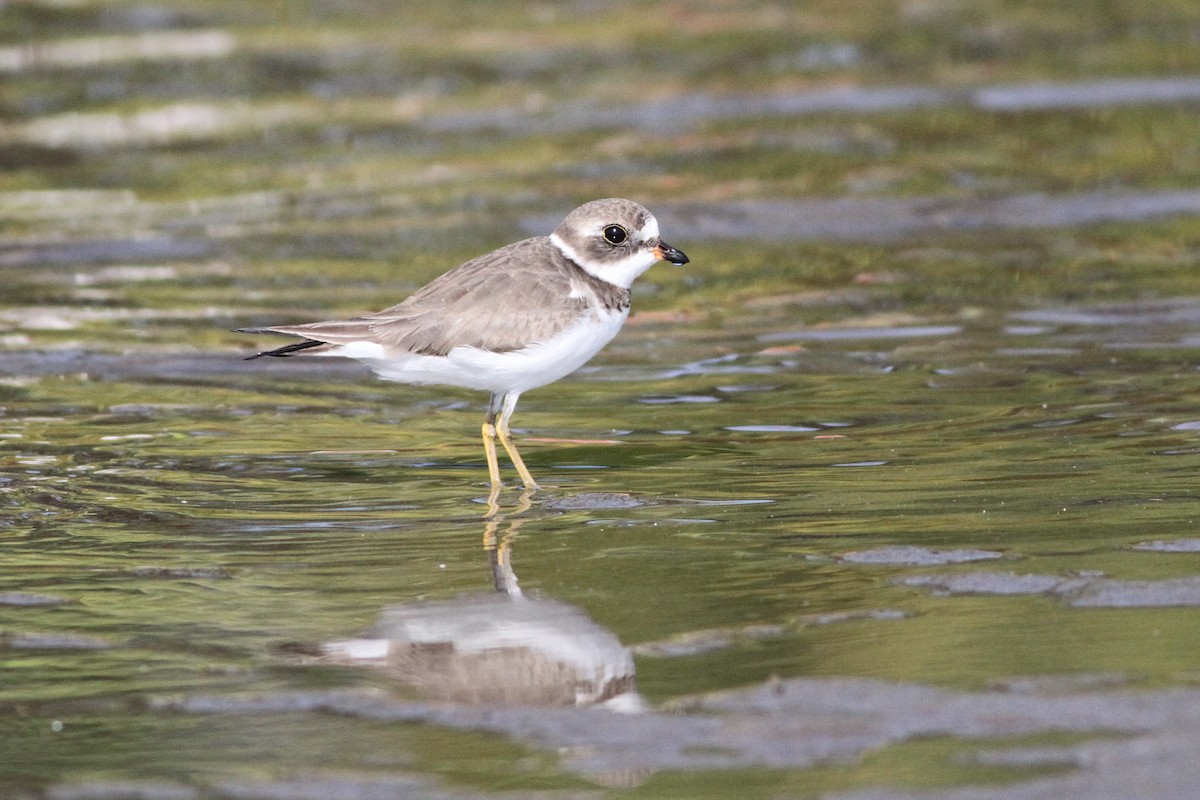Semipalmated Plover - ML73659551