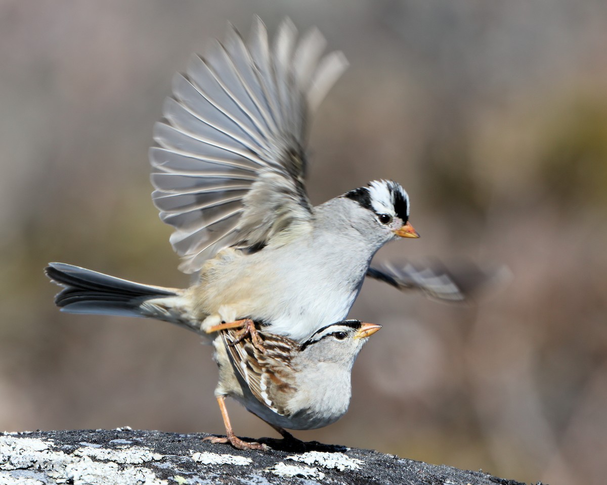White-crowned Sparrow - Ian K Barker
