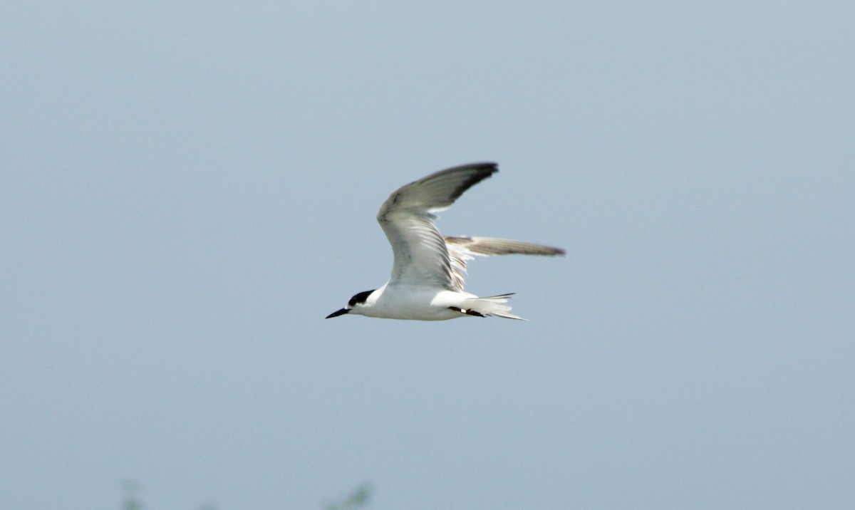 Common Tern - Jorge Novoa - CORBIDI
