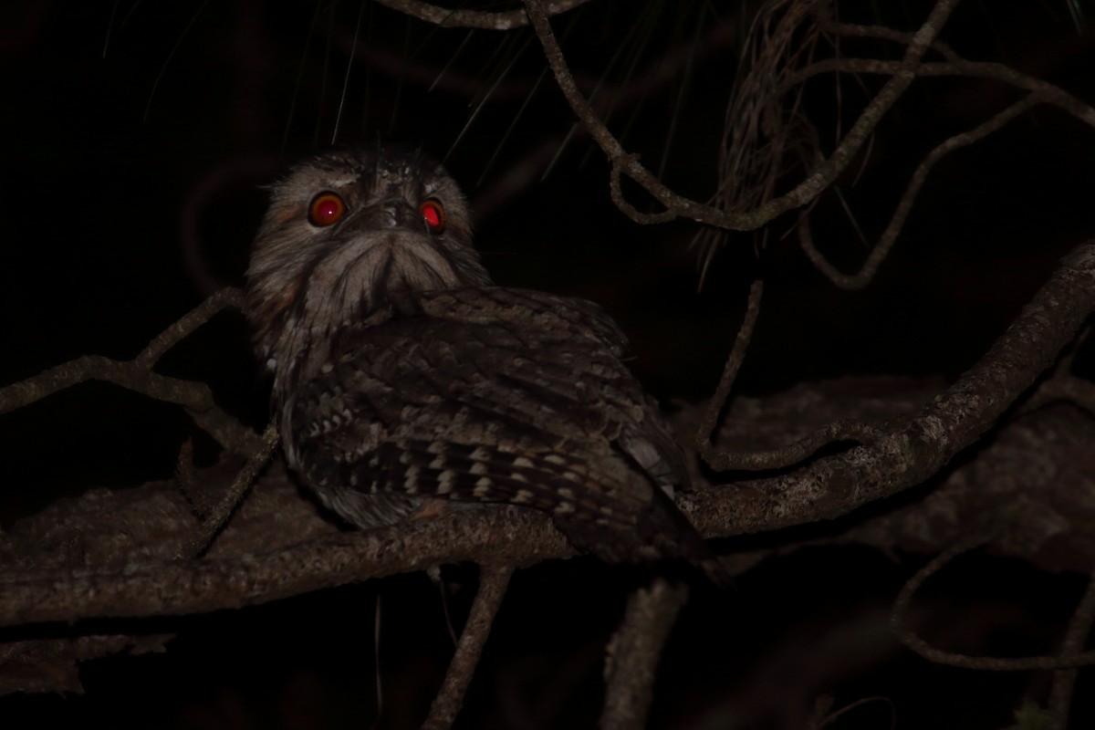 Tawny Frogmouth - Chris A