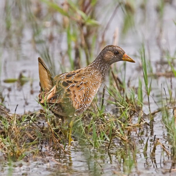 Spotted Crake - Niall D Perrins