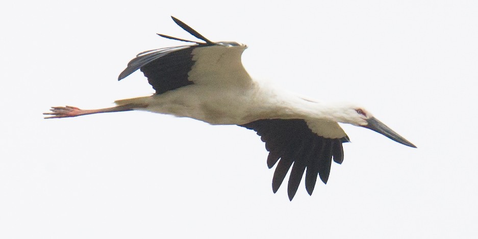 Oriental Stork - Craig Brelsford
