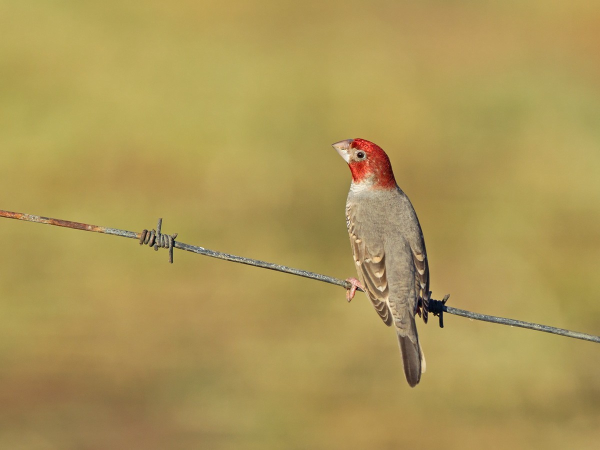 Red-headed Finch - Niall D Perrins