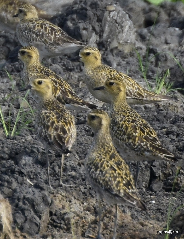 Pacific Golden-Plover - Anonymous
