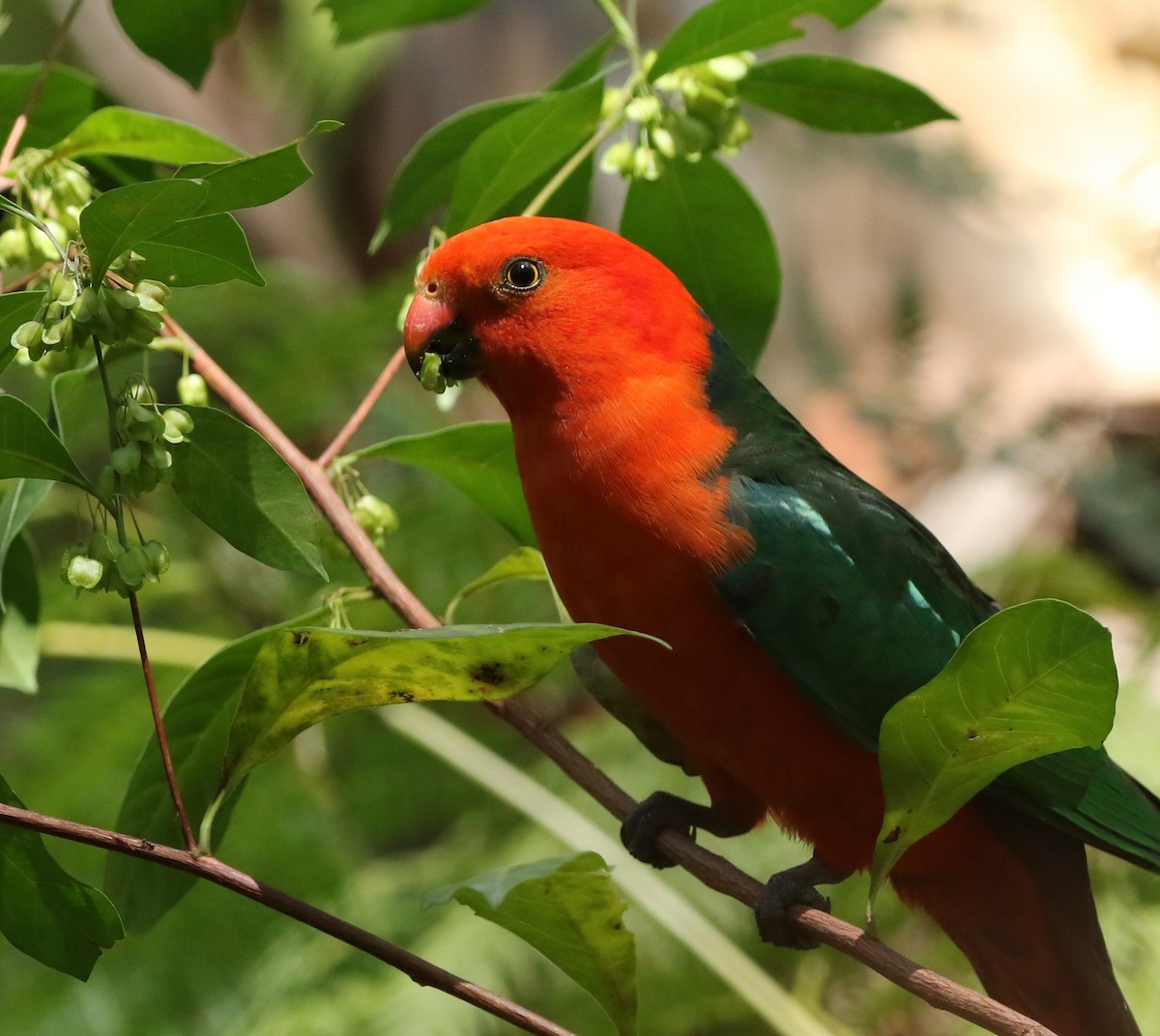 Australian King-Parrot - David Ongley