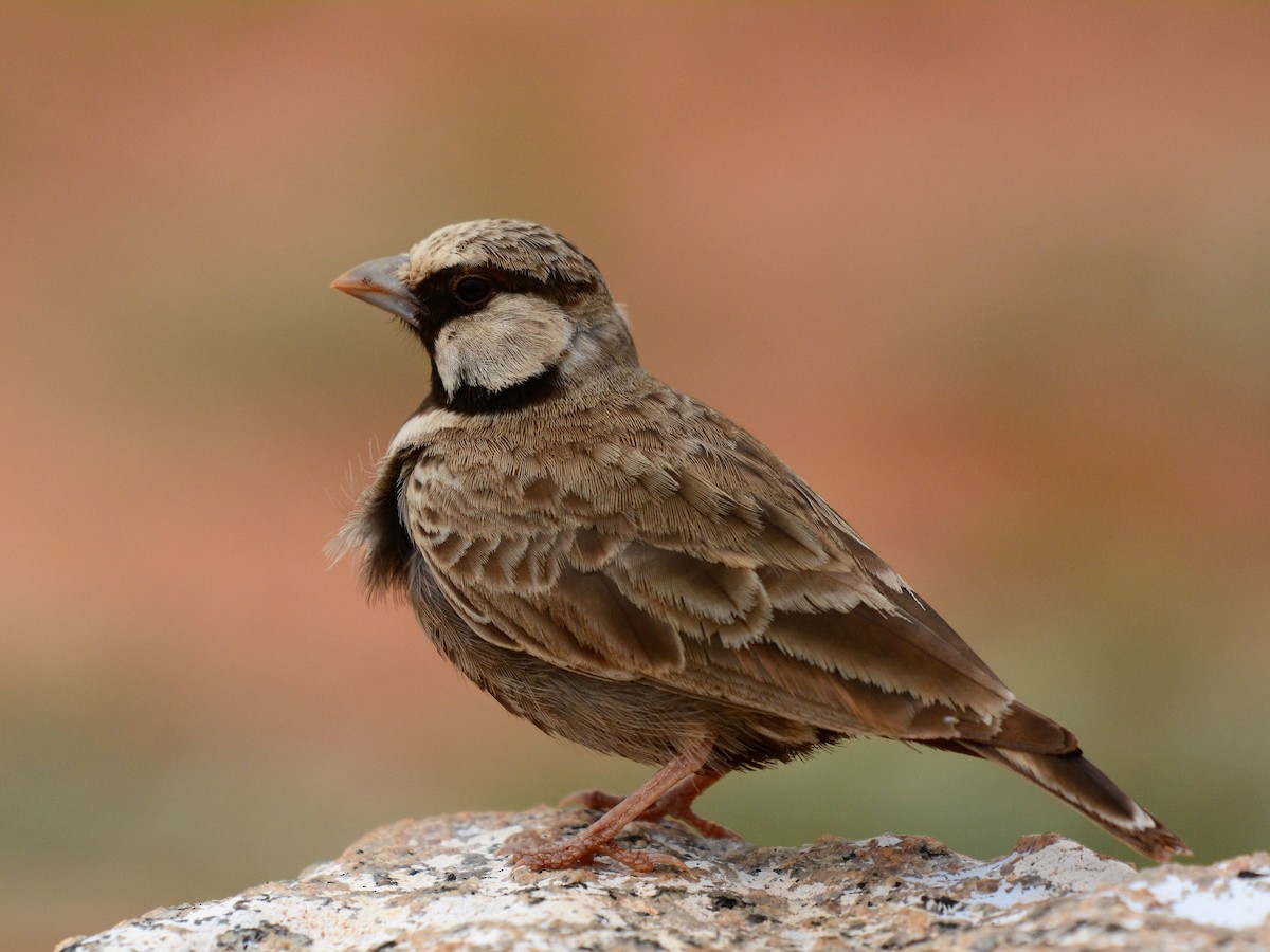 Ashy-crowned Sparrow-Lark - ML73667281