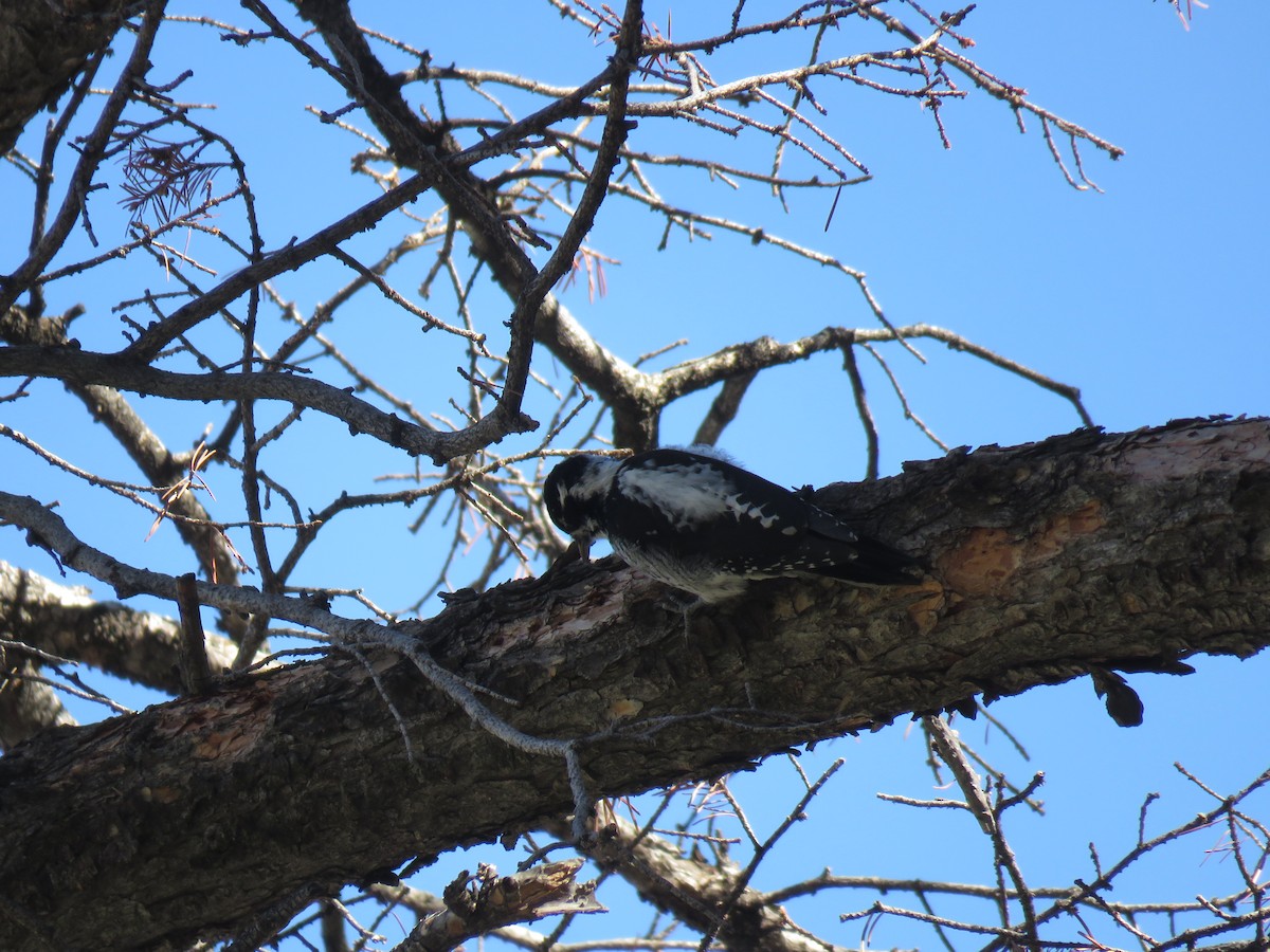 American Three-toed Woodpecker - Mike Lesnik