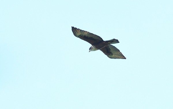 Rufous-bellied Eagle - ML73667931