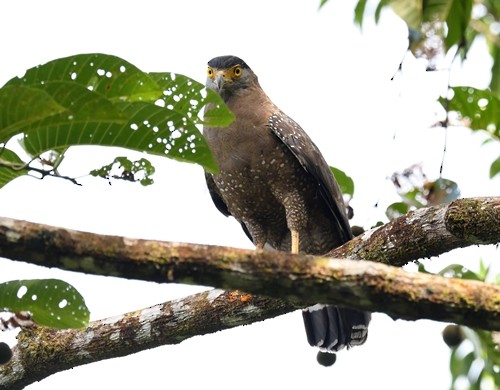 Crested Serpent-Eagle - Jannie Tan