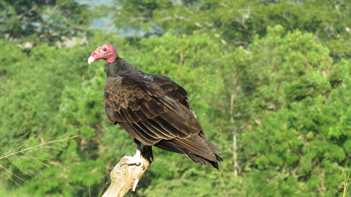Turkey Vulture - Nick Komar