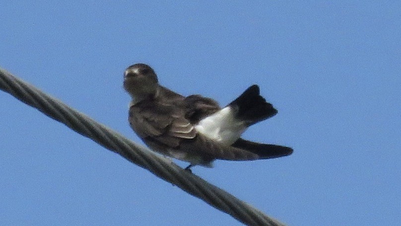 Northern Rough-winged Swallow (Ridgway's) - ML73668101