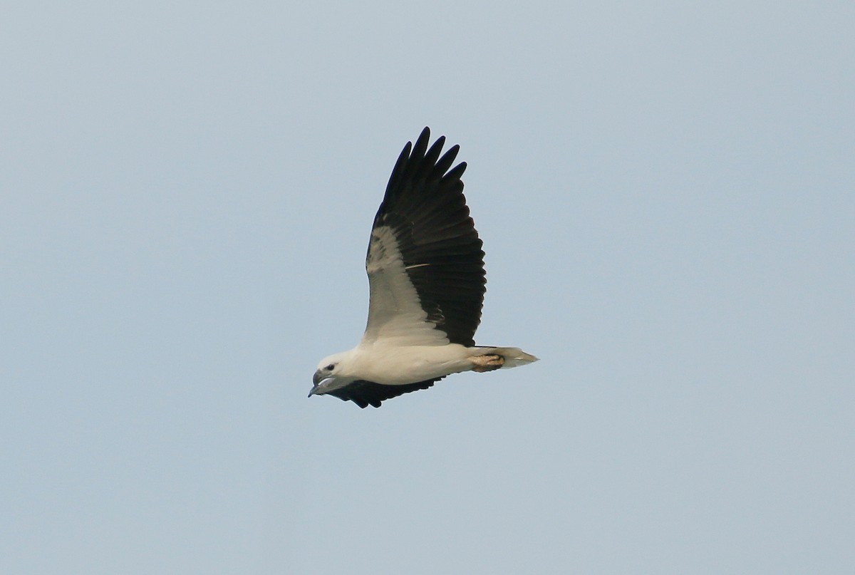 White-bellied Sea-Eagle - Neoh Hor Kee